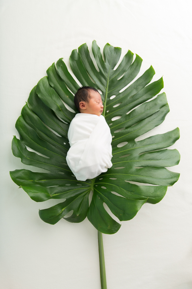 Newborn on large leaf
